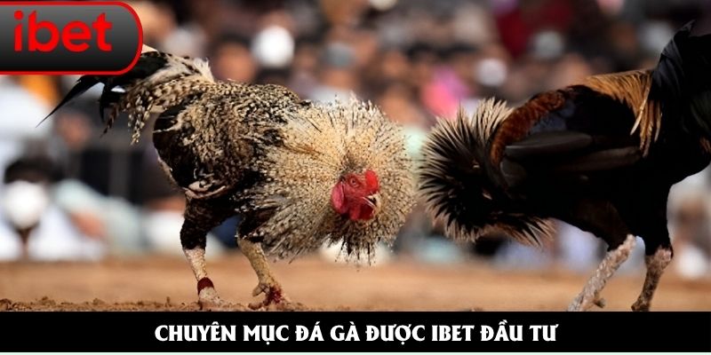 đá gà
