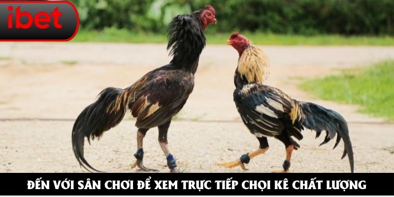 đá gà