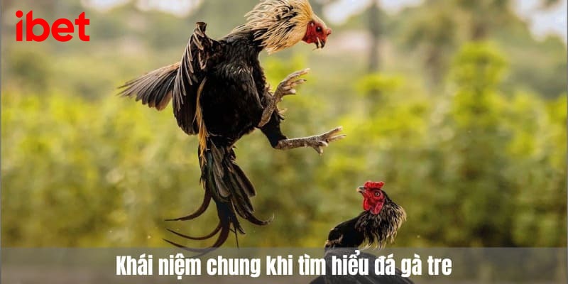 đá gà tre