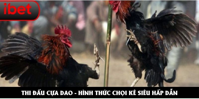 đá gà